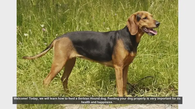 Video thumbnail for How to Properly Feed Your Serbian Hound Dog