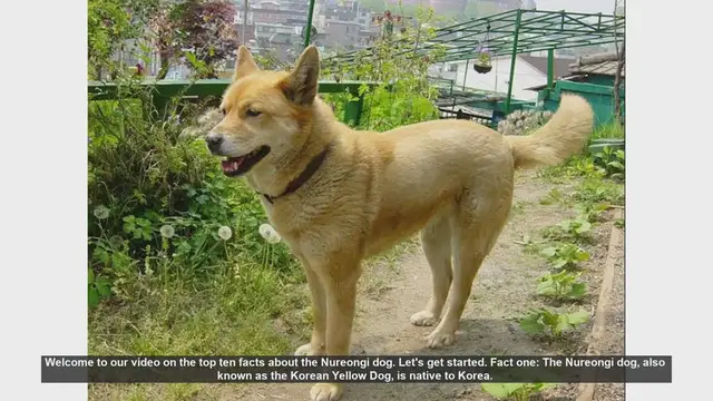 Video thumbnail for Top 10 Fascinating Facts About the Nureongi Dog