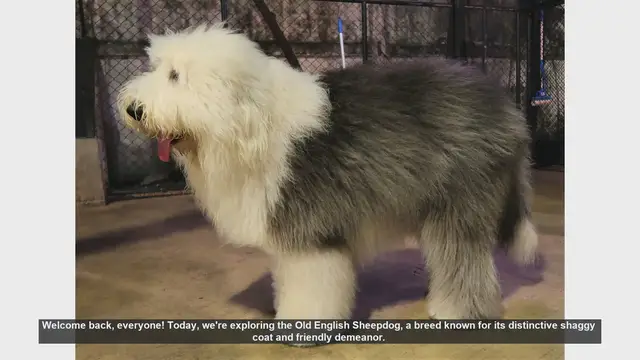 Video thumbnail for Old English Sheepdog: Pros and Cons of This Charming Breed