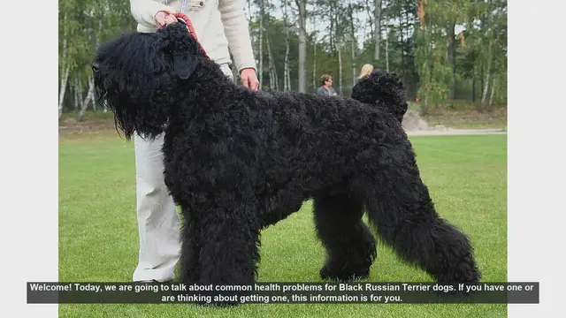 Video thumbnail for Common Health Problems in Black Russian Terriers