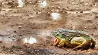 Video thumbnail for Frog Stalks and Hunts Butterflies