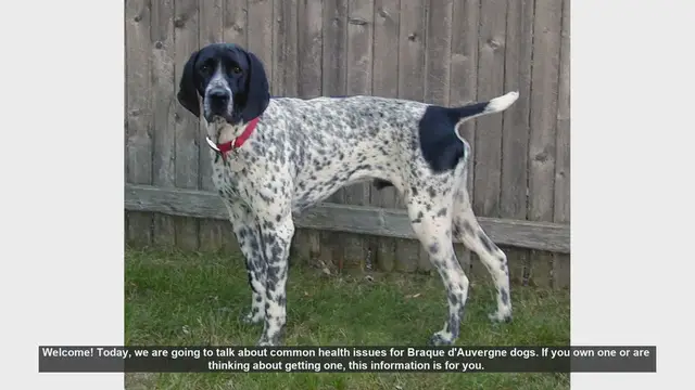 Video thumbnail for Common Health Issues in Braque d'Auvergne Dogs: What You Need to Know