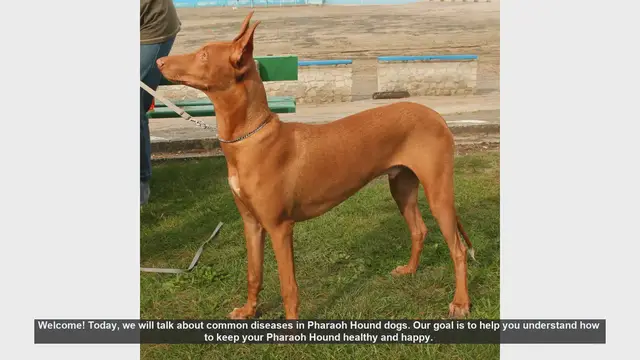 Video thumbnail for Common Health Issues in Pharaoh Hound Dogs: Tips for a Happy, Healthy Pet