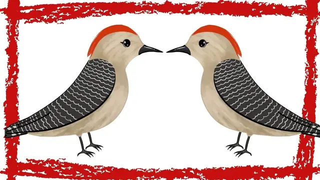 Video thumbnail for 10 Minutes Red Bellied Woodpecker Call/Sounds