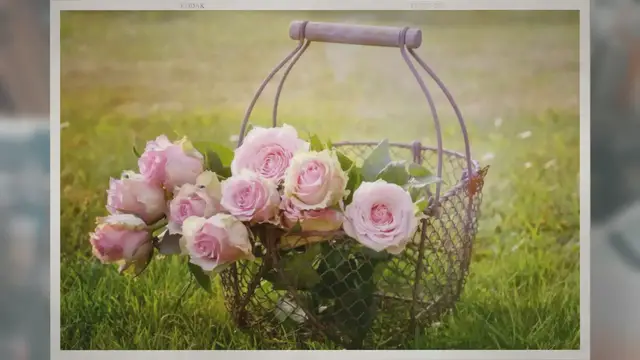 Video thumbnail for How Much Sun Do Roses Need?