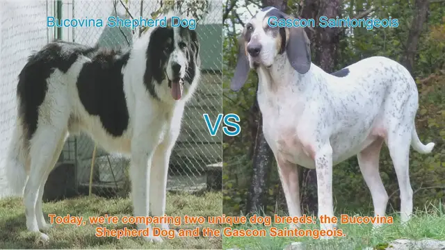 Video thumbnail for Comparing Bucovina Shepherd Dog and Gascon Saintongeois: A Breed Showdown