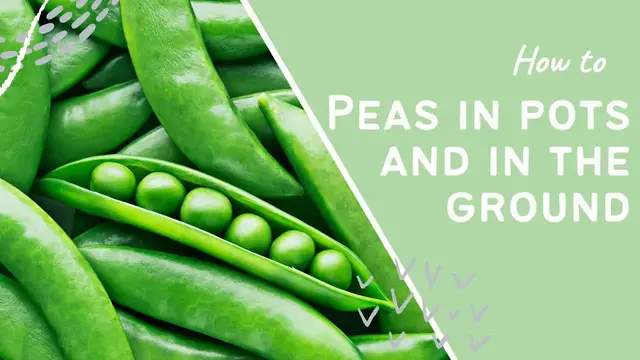 Video thumbnail for How to Grow Peas in Pots & Garden Beds | Ultimate Guide for a Tasty Harvest