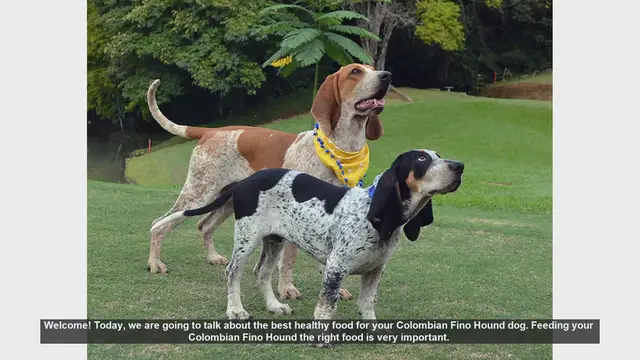 Video thumbnail for Best Healthy Foods for Your Colombian Fino Hound