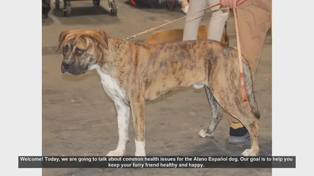 Video thumbnail for Common Health Issues in Alano Español Dogs: Prevention and Care Tips
