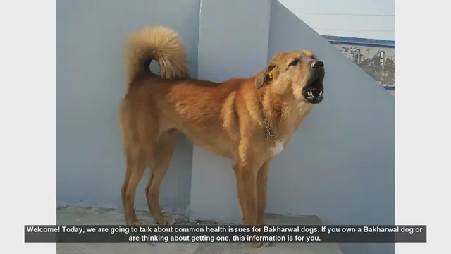 Video thumbnail for Common Health Issues in Bakharwal Dogs: What You Need to Know