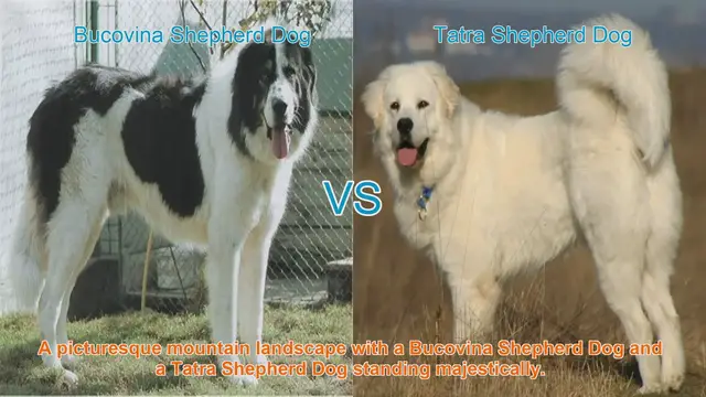 Video thumbnail for Bucovina vs. Tatra Shepherd Dog: A Comprehensive Comparison