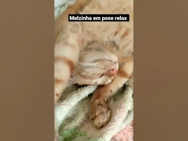 'Video thumbnail for Mel dormindo muito relax. #cats #imbituba #gatos #shorts #shortvideo'