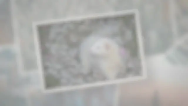 'Video thumbnail for What Is a Ferret’s Life Expectancy?'