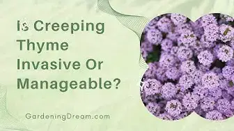 Video thumbnail for Is Creeping Thyme Invasive Or Manageable?