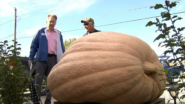 Video thumbnail for Giant Pumpkin Sprouts