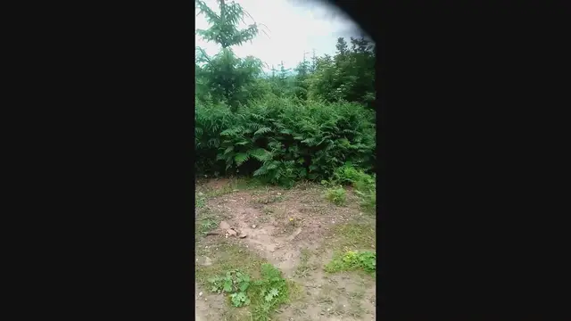 Video thumbnail for How to get your dog to enjoy water