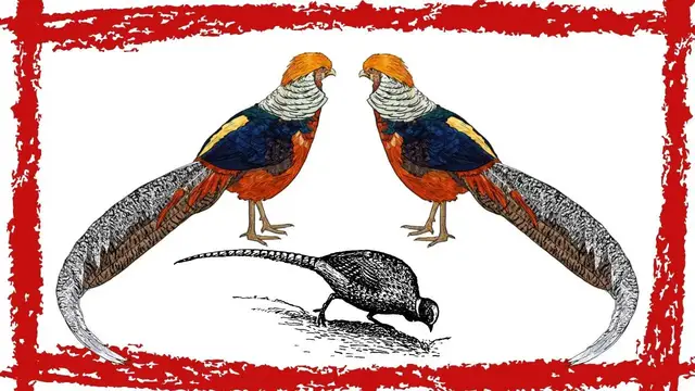 Video thumbnail for Call of the Pheasant | Golden Pheasant Call | Golden Pheasant Sound | Beautiful Birds Sounds