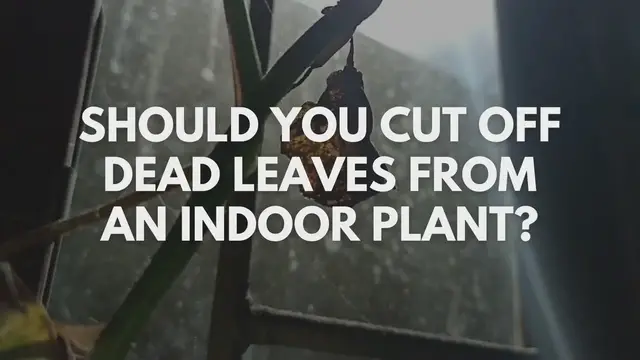 'Video thumbnail for Should You Cut Off Dead Leaves From an Indoor Plant?'