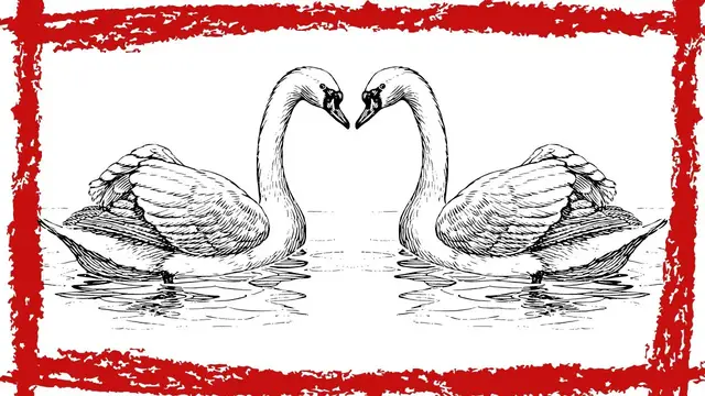 Video thumbnail for Trumpeter Swan (Cygnus Buccinator) Call | Trumpeter Swan Sound | Trumpeter Swan Video