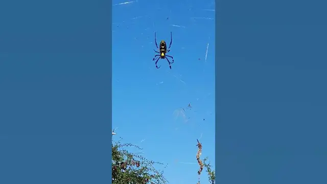 'Video thumbnail for Bird Gets Stuck in Spider's Web'