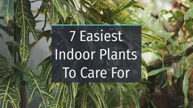 'Video thumbnail for 7 Of The Easiest Indoor Plants To Care For'