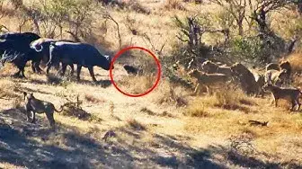 Video thumbnail for Buffaloes Rescue Friend from Lions