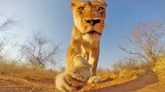 Video thumbnail for GoPro: Lioness in Greater Kruger National Park