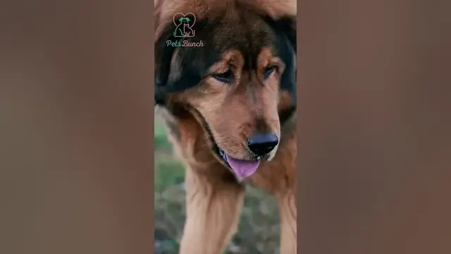 Video thumbnail for 5 Most Expensive Dog Breeds #shorts #dog #doglover #pets #petlover