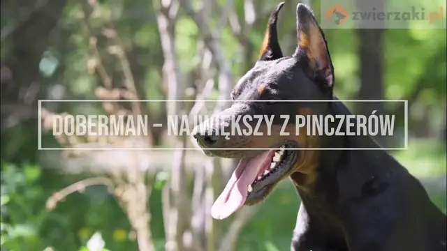 'Video thumbnail for Doberman – opis rasy'