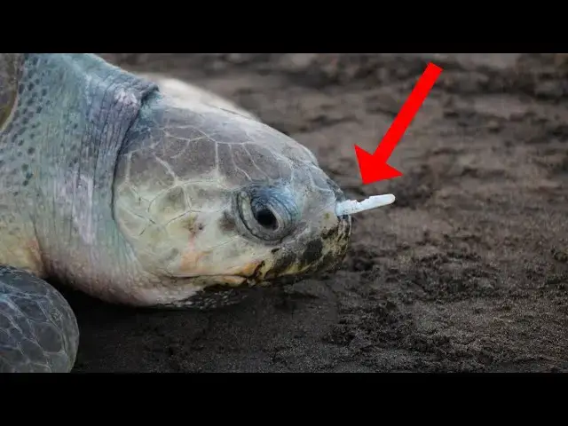Video thumbnail for Kayaker Stumped When Turtle Follows Him, Until He Looks Down