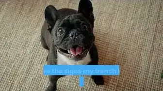 'Video thumbnail for French bulldog in heat period pants'