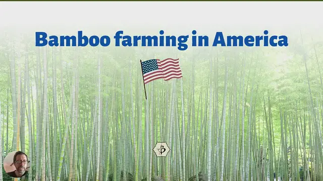 Video thumbnail for Bamboo farming in America