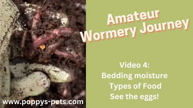 Video thumbnail for Video 4: General Wormery Update PLUS Get an Exclusive Sneak Peek of Baby Eggs!
