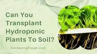 Video thumbnail for Can You Transplant Hydroponic Plants To Soil
