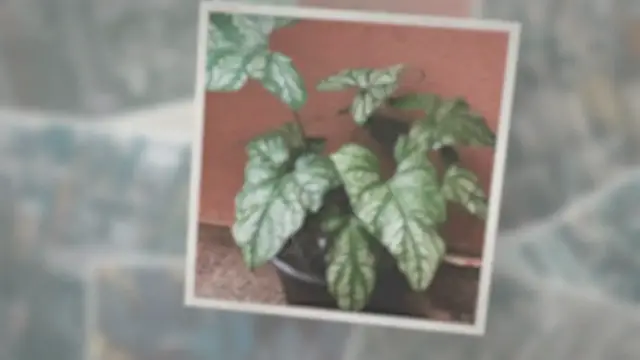'Video thumbnail for Cercestis Mirabilis Care Guide, Propagation & Troubleshooting'