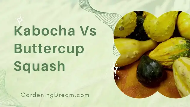 Video thumbnail for Kabocha Vs Buttercup Squash