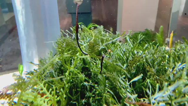 Video thumbnail for Blue-spotted pipefish