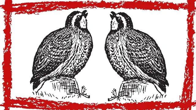 Video thumbnail for Northern Bobwhite (Colinus virginianus) Call & Sound | Northern Bobwhite Quail Song & Whistle