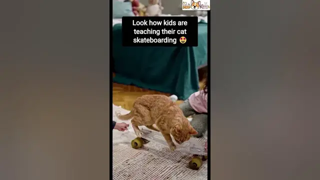 'Video thumbnail for Did you ever see cat skateboarding?'