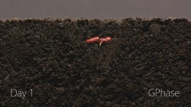Video thumbnail for Bean Time-Lapse - 25 days  Soil cross section