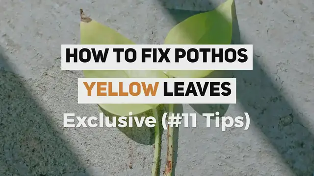 'Video thumbnail for What Causes Pothos Yellow Leaves [11 Reasons], How To Fix Pothos Yellow Leaves _  #PothosCare Guide'