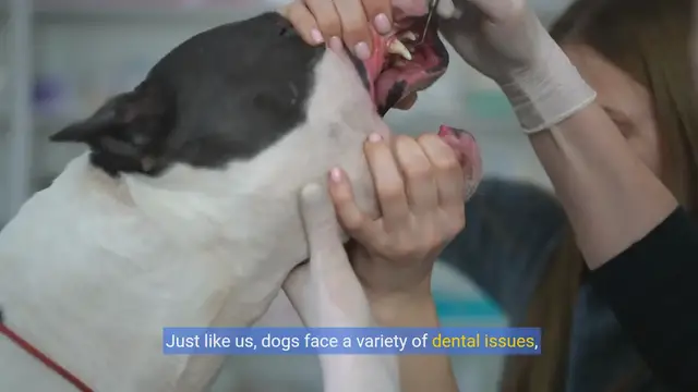 Video thumbnail for Healthy Bites: Choosing the Best Dental Diet for Your Dog