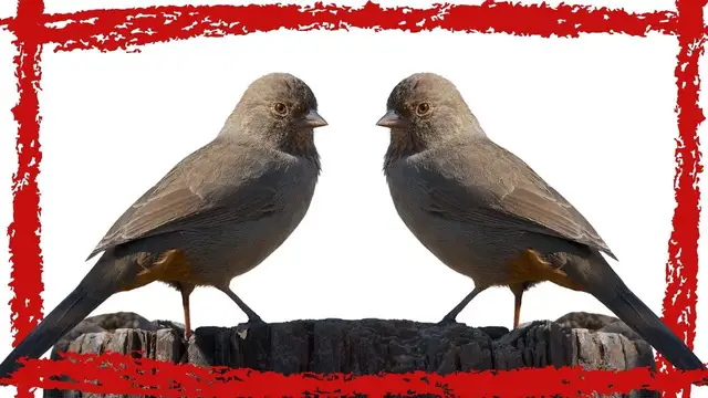 Video thumbnail for 5 Minutes California Towhee Call/Sound/Song