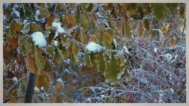 'Video thumbnail for How to Prepare The Backyard for Winter'