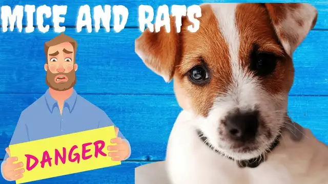 Video thumbnail for Yes, A Jack Russell Terrier Will Handle The Mice and Rats
