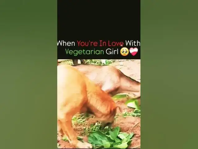 Video thumbnail for Vegan girlfriend #fun #memes #vegan