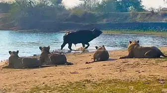 Video thumbnail for BUFFALO THINKS HE CAN SNEAK PAST 23 LIONS