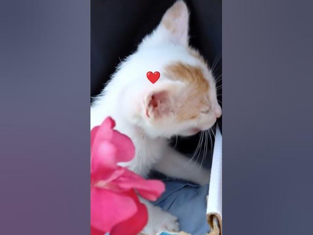 Video thumbnail for #everyone #youtubeshorts #viral #cat