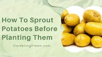 Video thumbnail for How To Sprout Potatoes Before Planting Them