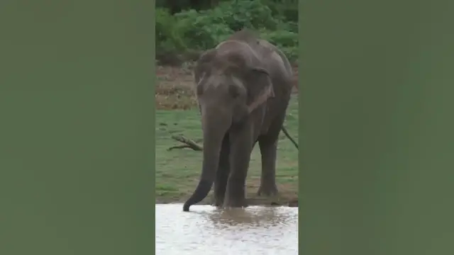 Video thumbnail for Asian Elephant #shorts